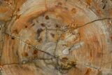 Colorful Petrified Wood (Araucaria) Round - Madagascar #325569-1